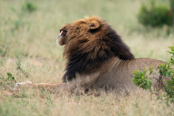 Lion, mâle, Panthera leo, Parc national du Kruger, Afrique du Sud