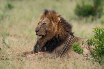 Lion, mâle, Panthera leo, Parc national du Kruger, Afrique du Sud