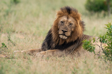 Obraz na płótnie Canvas Lion, mâle, Panthera leo, Parc national du Kruger, Afrique du Sud