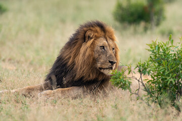 Lion, mâle, Panthera leo, Parc national du Kruger, Afrique du Sud