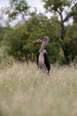 Marabout d'Afrique, Leptoptilos crumenifer, Afrique