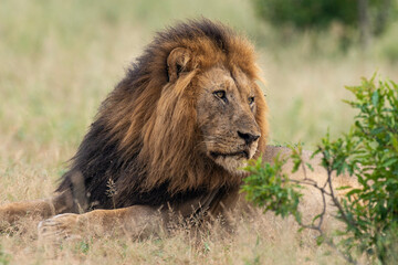 Lion, mâle, Panthera leo, Parc national du Kruger, Afrique du Sud