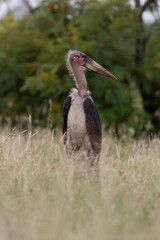 Marabout d'Afrique, Leptoptilos crumenifer, Afrique