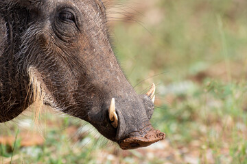 Phacochère commun, Phacochoerus africanus, Afrique du Sud
