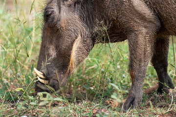 Phacochère commun, Phacochoerus africanus, Afrique du Sud