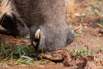 Phacochère commun, Phacochoerus africanus, Afrique du Sud
