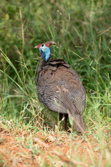 Pintade de Numidie,. Numida meleagris, Helmeted Guineafow