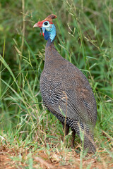 Pintade de Numidie,. Numida meleagris, Helmeted Guineafow
