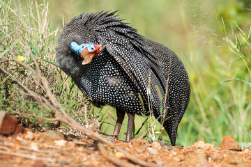 Pintade de Numidie,. Numida meleagris, Helmeted Guineafow