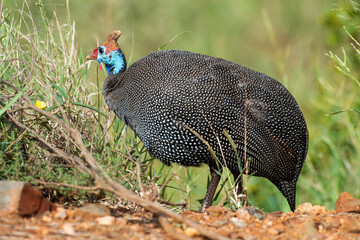 Pintade de Numidie,. Numida meleagris, Helmeted Guineafow
