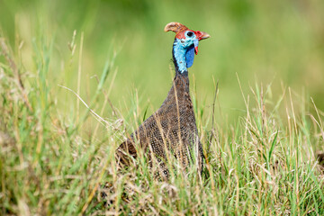 Pintade de Numidie,. Numida meleagris, Helmeted Guineafow