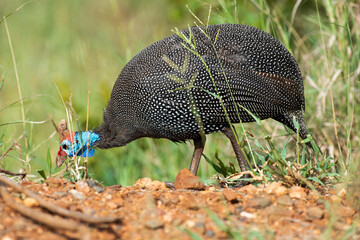 Pintade de Numidie,. Numida meleagris, Helmeted Guineafow