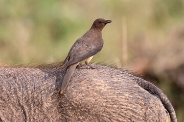 Obraz premium Piqueboeuf à bec rouge, Red billed Oxpecker, Buphagus erythrorhynchus
