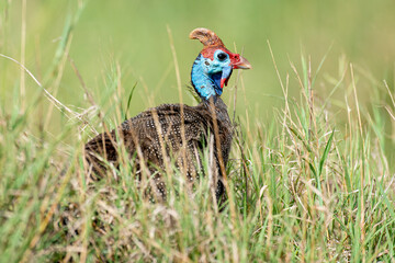 Pintade de Numidie,. Numida meleagris, Helmeted Guineafow