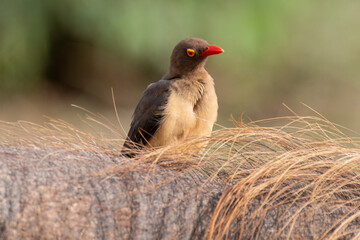Piqueboeuf à bec rouge, Red billed Oxpecker, Buphagus erythrorhynchus