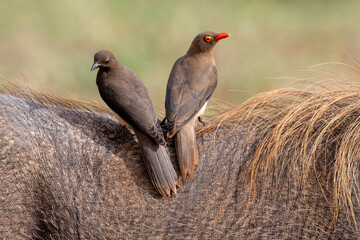 Piqueboeuf à bec rouge, Red billed Oxpecker, Buphagus erythrorhynchus