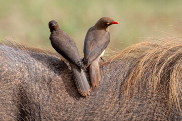 Piqueboeuf à bec rouge, Red billed Oxpecker, Buphagus erythrorhynchus