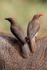 Piqueboeuf à bec rouge, Red billed Oxpecker, Buphagus erythrorhynchus