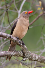 Piqueboeuf à bec rouge, Red billed Oxpecker, Buphagus erythrorhynchus