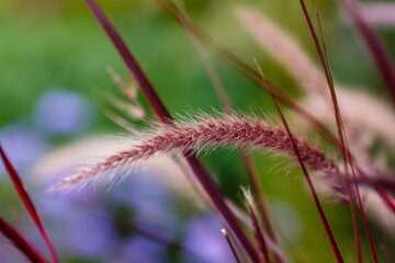 Red Peristoschaetin or Pennisetum ( lat. Pennisetum ) is a genus of widespread herbaceous plants from the grass family ( Poaceae )