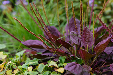 Plantago major Purpurea is medical plant 