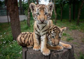 Young Tiger Cubs together