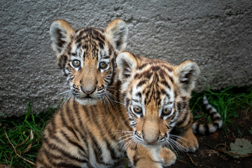 Young Tiger Cubs together