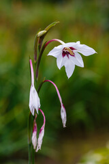 Gladiolus Muriel or acidanthera (Acidantera bicolor) is an extremely spectacular plant with an...