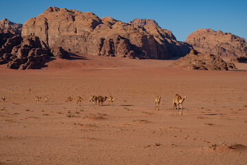 Camels walk in the sands of the Wadi Rum desert in Jordan