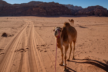 Camels walk in the sands of the Wadi Rum desert in Jordan