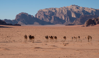 Fototapeta na wymiar Camels walk in the sands of the Wadi Rum desert in Jordan