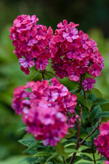Garden purple phlox (Phlox paniculata), vivid summer flowers in garden.