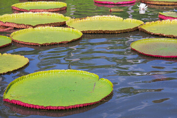 Victoria lotus leaf It is the largest lotus flower that floats on the water surface.