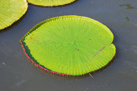 Victoria lotus leaf It is the largest lotus flower that floats on the water surface.