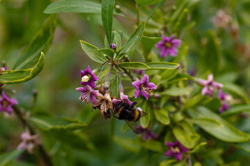 Lycium depressum stocks in bloom