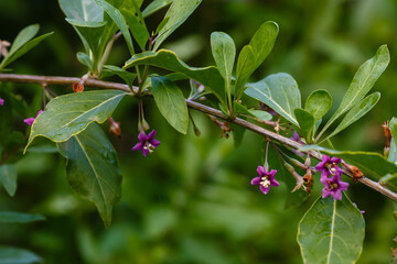 Lycium depressum stocks in bloom