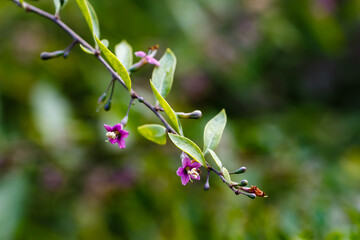 Lycium depressum stocks in bloom