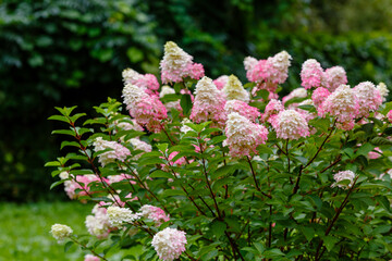 Hydrangea paniculata, the panicled hydrangea, is a species of flowering plant in the family Hydrangeaceae
