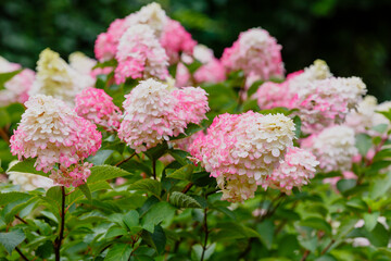 Hydrangea paniculata, the panicled hydrangea, is a species of flowering plant in the family...