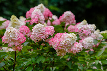 Hydrangea paniculata, the panicled hydrangea, is a species of flowering plant in the family Hydrangeaceae