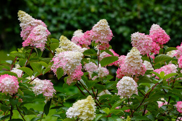 Hydrangea paniculata, the panicled hydrangea, is a species of flowering plant in the family...