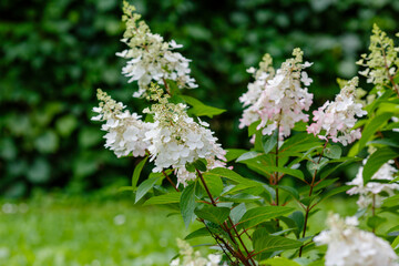Hydrangea paniculata, the panicled hydrangea, is a species of flowering plant in the family Hydrangeaceae