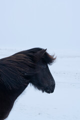 Fototapeta na wymiar Wind blown Icelandic pony in winter