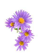 Fototapeta premium bouquet of asters