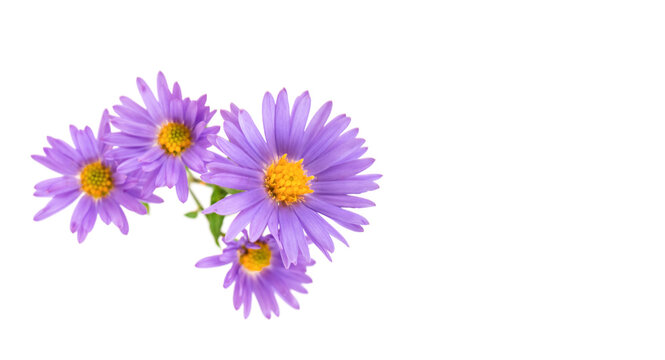Beautiful purple flower on an isolated white background.