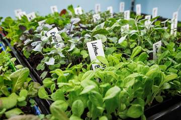 Lettuce and other vegetable seedlings growing under LED grow lights indoors in seed starting trays for a home garden