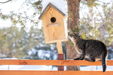 The cat is waiting by the birdhouse. The kitten watches, waits and hunts for birds. Rustic outdoor setting with homemade rustic birdhouse