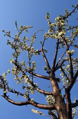 tree branches against blue sky