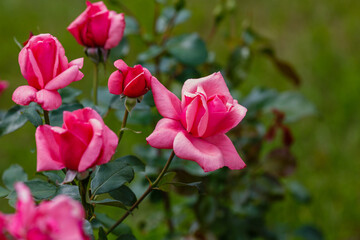 Beautiful pink roses in garden in bloom