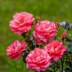Obraz premium Beautiful pink roses in garden in bloom